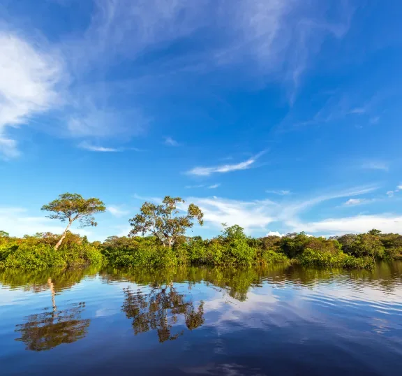 Água e vegetação de um ecossistema costeiro
